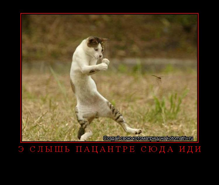 ... Котоматрица:
