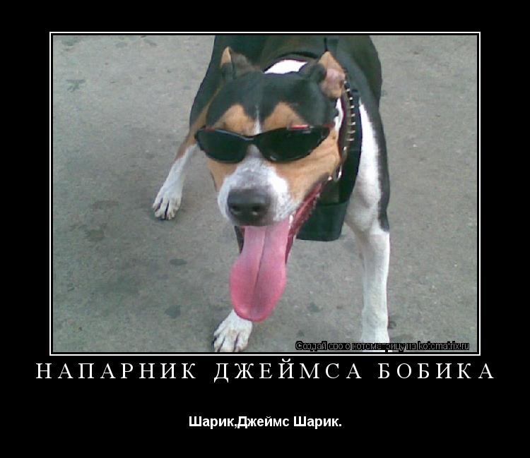 напарник Джеймса Бобика Шарик,Джеймс Шарик.... Котоматрица: напарник Джеймса Бобика Шарик,Джеймс Шарик.