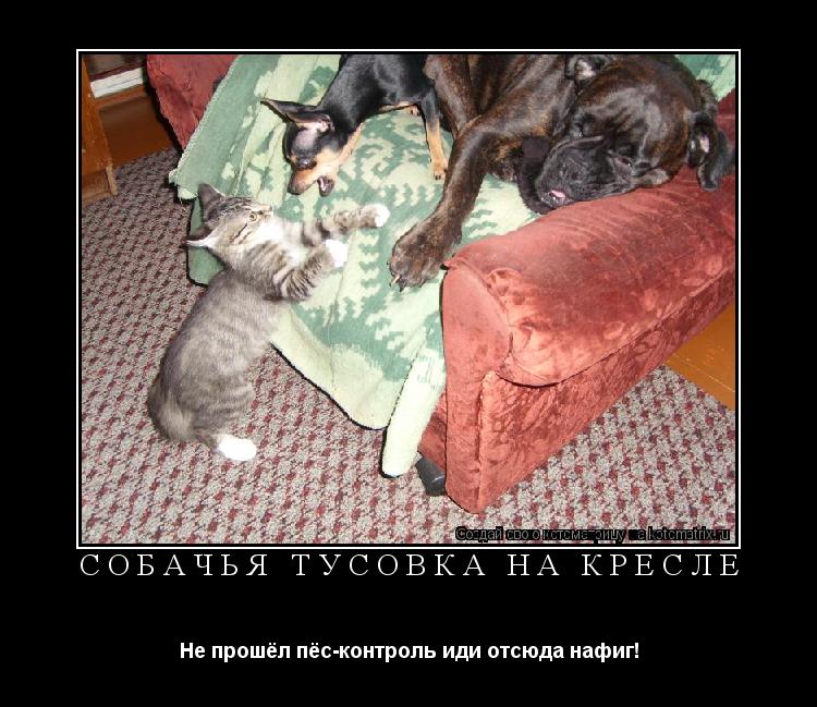 Собачья тусовка на кресле Не прошёл пёс-контроль иди отсюда нафиг!... Котоматрица: Собачья тусовка на кресле Не прошёл пёс-контроль иди отсюда нафиг!
