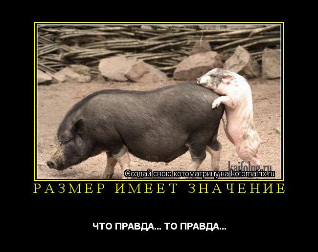 РАЗМЕР ИМЕЕТ ЗНАЧЕНИЕ ЧТО ПРАВДА... ТО ПРАВДА...... Котоматрица: РАЗМЕР ИМЕЕТ ЗНАЧЕНИЕ ЧТО ПРАВДА... ТО ПРАВДА...