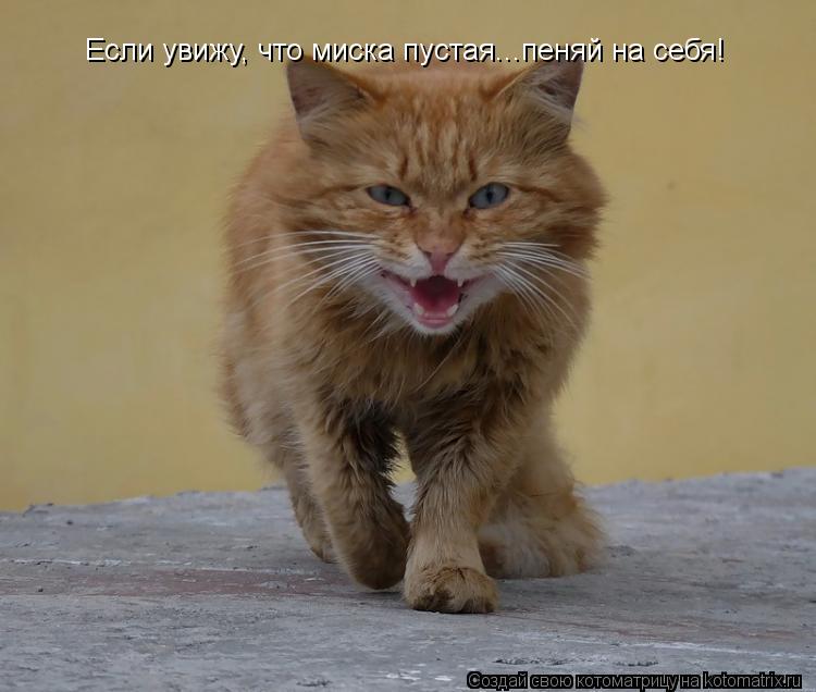 Если увижу, что миска пустая...пеняй на себя!... Котоматрица: Если увижу, что миска пустая...пеняй на себя!