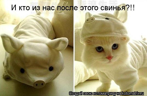 И кто из нас после этого свинья?!!... Котоматрица: И кто из нас после этого свинья?!!