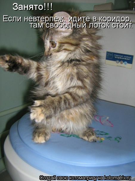 Занято!!! Если невтерпеж, идите в коридор, там свободный лоток стоит.... Котоматрица: Занято!!! Если невтерпеж, идите в коридор, там свободный лоток стоит.