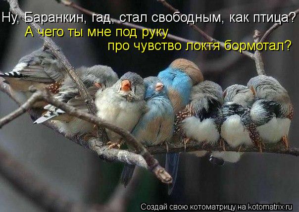 Ну, Баранкин, гад, стал свободным, как птица? А чего ты мне под руку про чувство локтя бормотал?... Котоматрица: Ну, Баранкин, гад, стал свободным, как птица? А чего ты мне под руку про чувство локтя бормотал?