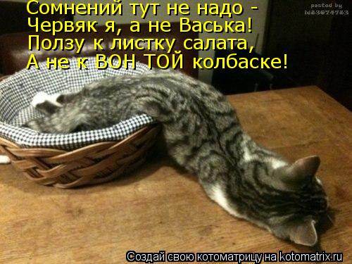 Котоматрица: Сомнений тут не надо - Червяк я, а не Васька! Ползу к листку салата, А не к ВОН ТОЙ колбаске!