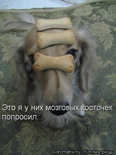 Котоматрица: Это я у них мозговых косточек попросил...