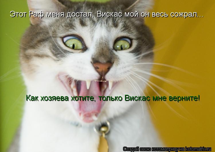 Котоматрица: Этот Раф меня достал, Вискас мой он весь сожрал... Как хозяева хотите, только Вискас мне верните!