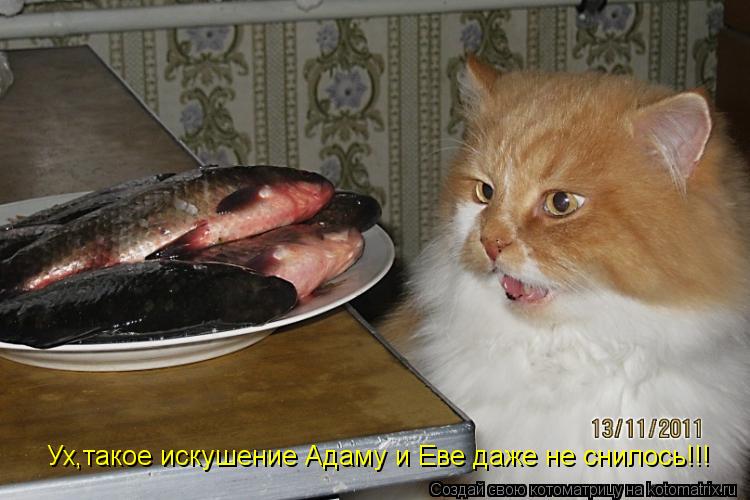 Котоматрица: Ух,такое искушение Адаму и Еве даже не снилось!!!