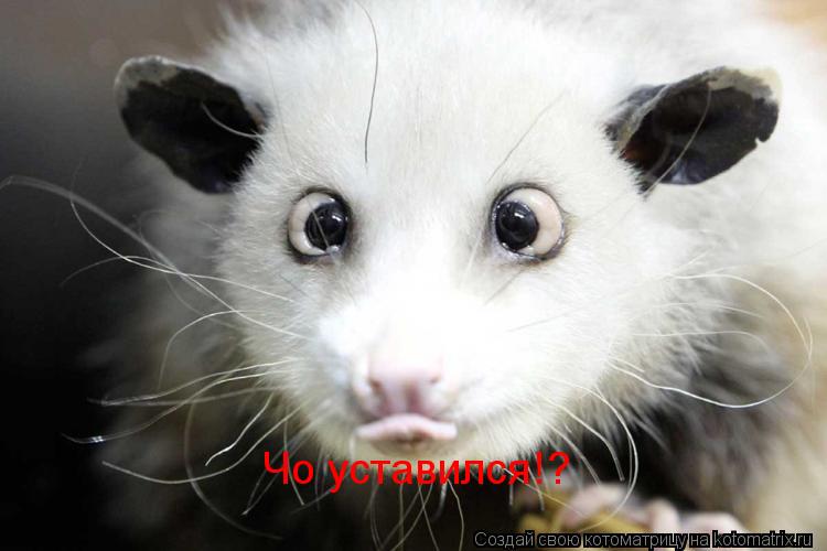 Котоматрица: Чо уставился!?