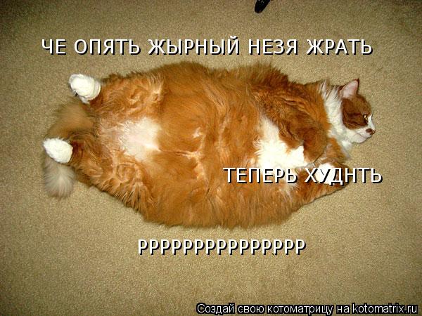 Котоматрица: ЧЕ ОПЯТЬ ЖЫРНЫЙ НЕЗЯ ЖРАТЬ РРРРРРРРРРРРРРР ТЕПЕРЬ ХУДНТЬ