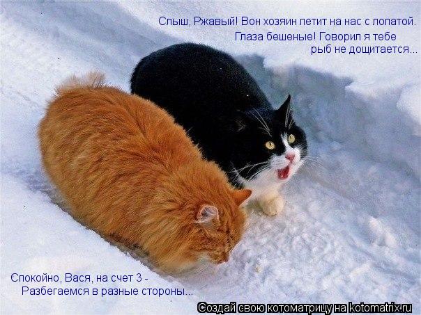 Котоматрица: Глаза бешеные! Говорил я тебе рыб не дощитается... Спокойно, Вася, на счет 3 -  Разбегаемся в разные стороны... Слыш, Ржавый! Вон хозяин летит на 