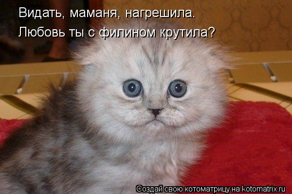 Котоматрица: Видать, маманя, нагрешила. Любовь ты с филином крутила?