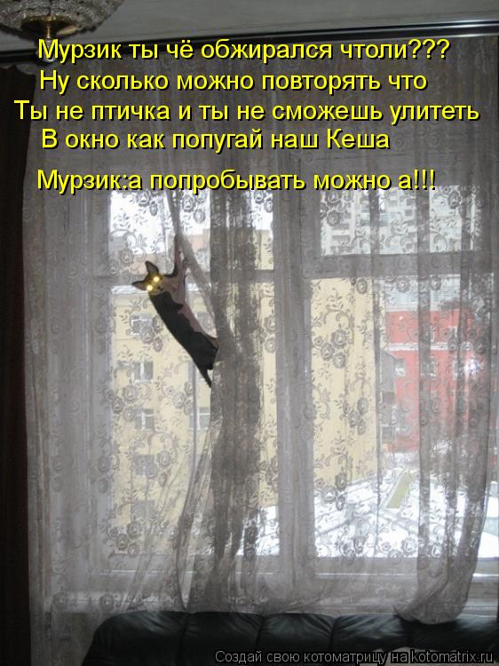 Котоматрица: Мурзик ты чё обжирался чтоли??? Ну сколько можно повторять что Ты не птичка и ты не сможешь улитеть В окно как попугай наш Кеша Мурзик:а попро