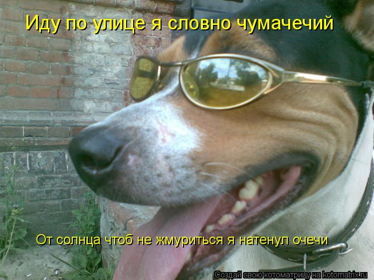 Котоматрица: Иду по улице я словно чумачечий От солнца чтоб не жмуриться я натенул очечи