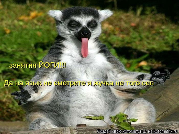 Котоматрица: Да на язык не смотрите я жучка не того сел  занятия ЙОГИ!!!