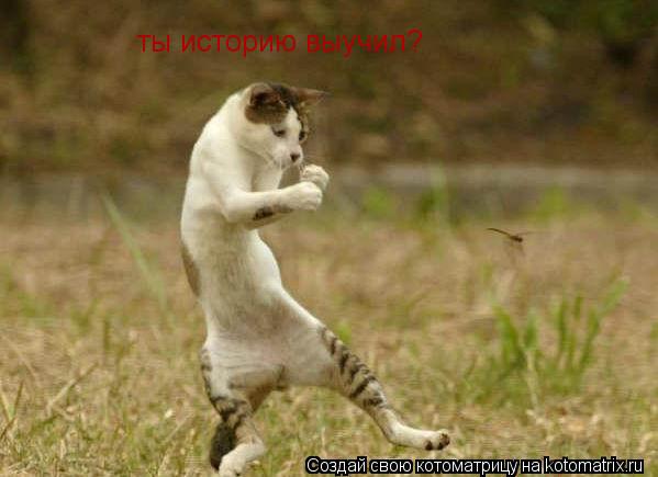 Котоматрица: ты историю выучил?