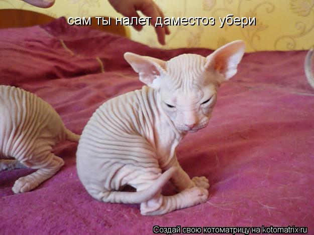 Котоматрица: сам ты налет даместоз убери