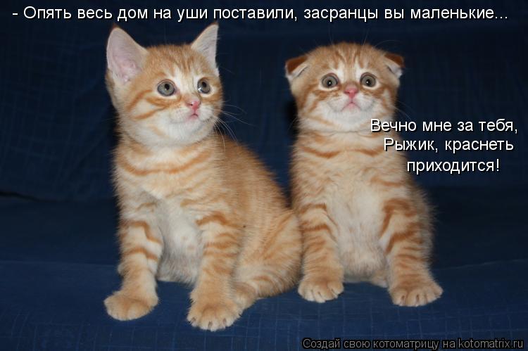 Котоматрица: - Опять весь дом на уши поставили, засранцы вы маленькие... Вечно мне за тебя,  Рыжик, краснеть приходится!
