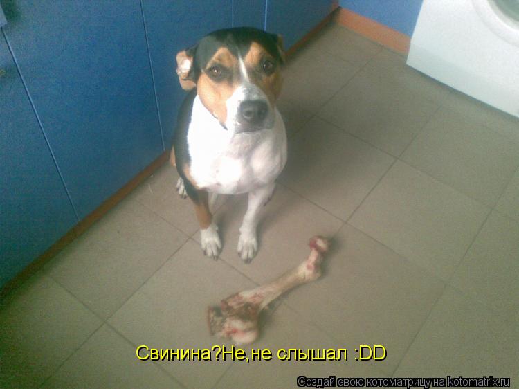 Котоматрица: Свинина?Не,не слышал :DD