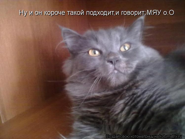 Котоматрица: Ну и он короче такой подходит,и говорит:МЯУ о.О