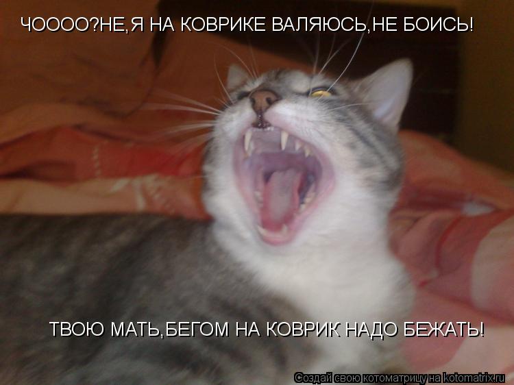 Котоматрица: ЧОООО?НЕ,Я НА КОВРИКЕ ВАЛЯЮСЬ,НЕ БОИСЬ! ТВОЮ МАТЬ,БЕГОМ НА КОВРИК НАДО БЕЖАТЬ!