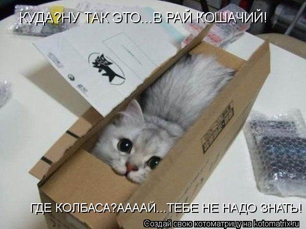 Котоматрица: КУДА?НУ ТАК ЭТО...В РАЙ КОШАЧИЙ! ГДЕ КОЛБАСА?ААААЙ...ТЕБЕ НЕ НАДО ЗНАТЬ!