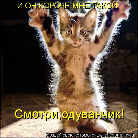 Котоматрица: И ОН КОРОЧЕ МНЕ ТАКОЙ: Смотри,одуванчик!
