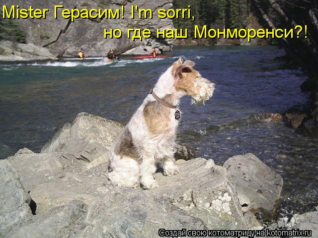 Mister Герасим! I'm sorri, но где наш Монморенси?!... Котоматрица: Mister Герасим! I'm sorri, но где наш Монморенси?!