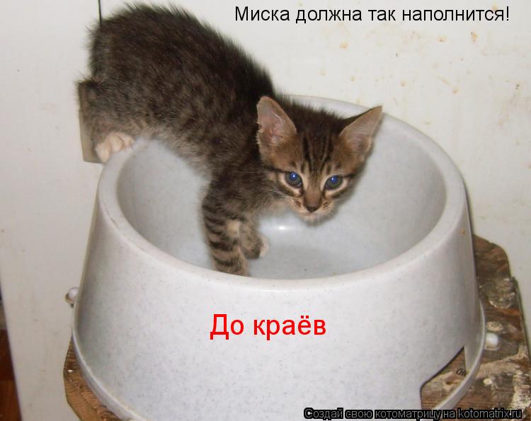 Миска должна так наполнится! До краёв... Котоматрица: Миска должна так наполнится! До краёв