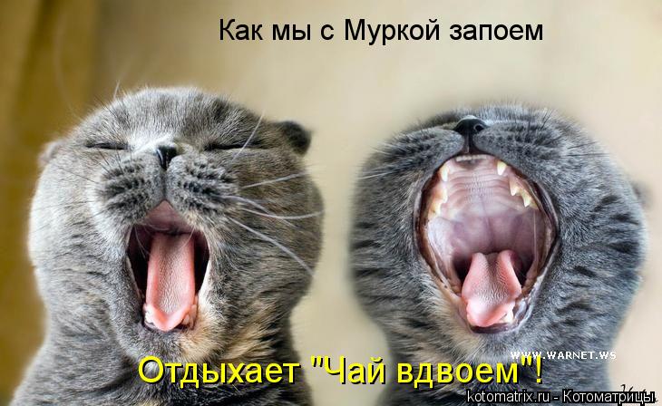 Котоматрица: Как мы с Муркой запоем Отдыхает "Чай вдвоем"!