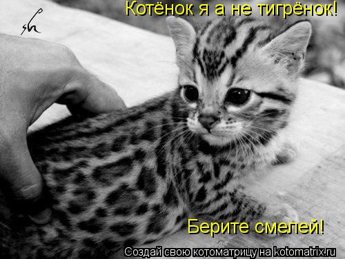 Котёнок я а не тигрёнок! Берите смелей!... Котоматрица: Котёнок я а не тигрёнок! Берите смелей!