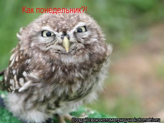 Как понедельник?!... Котоматрица: Как понедельник?!