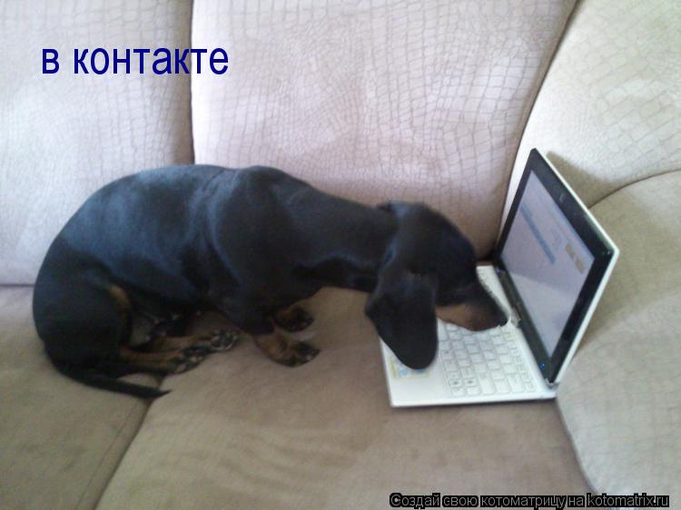 в контакте... Котоматрица: в контакте