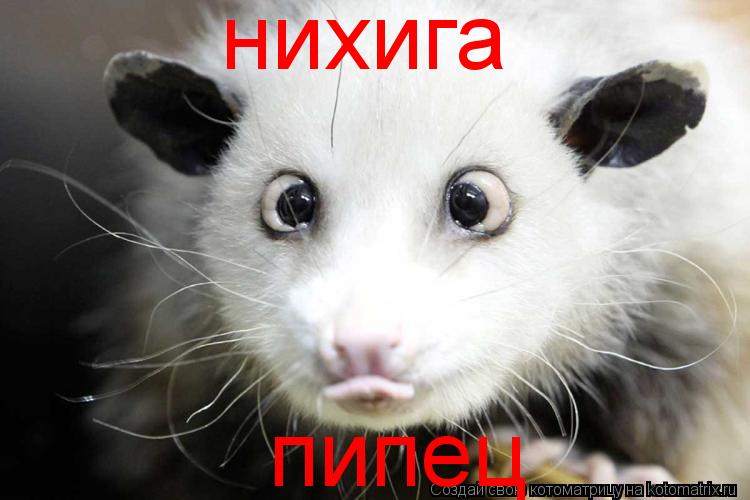 нихига пипец... Котоматрица: нихига пипец
