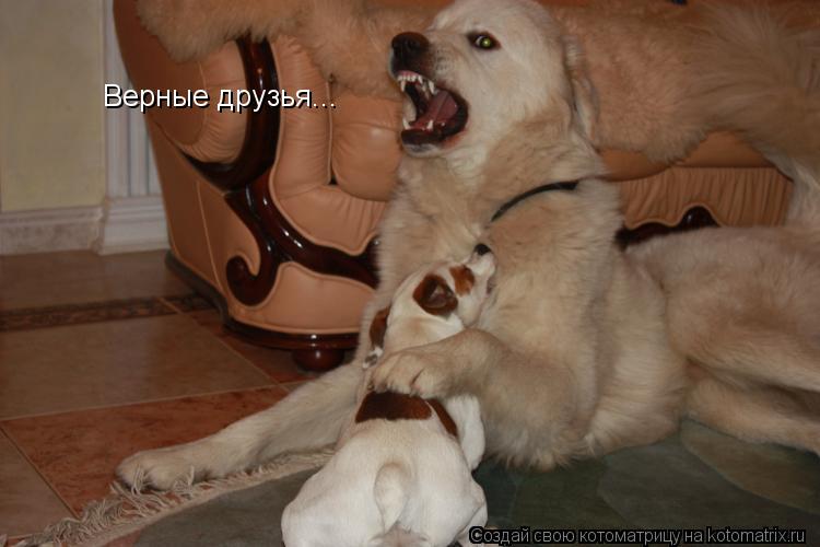 Котоматрица: Верные друзья...