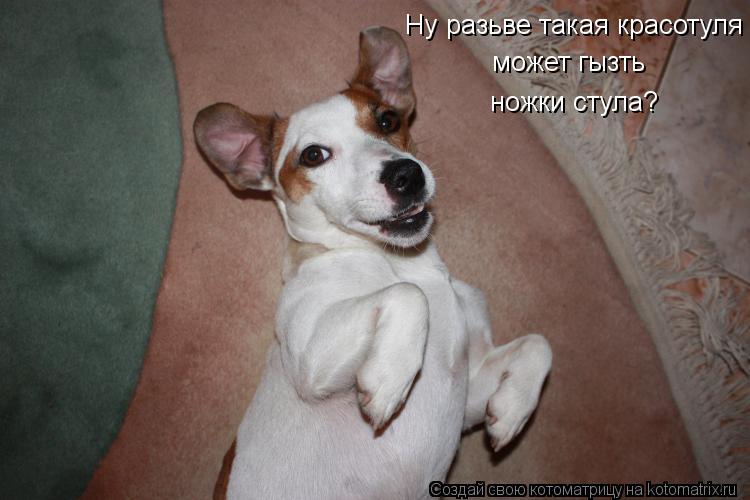 Котоматрица: Ну разьве такая красотуля может грызть ножки стула? Ну разьве такая красотуля                     может гызть                  ножки стула?