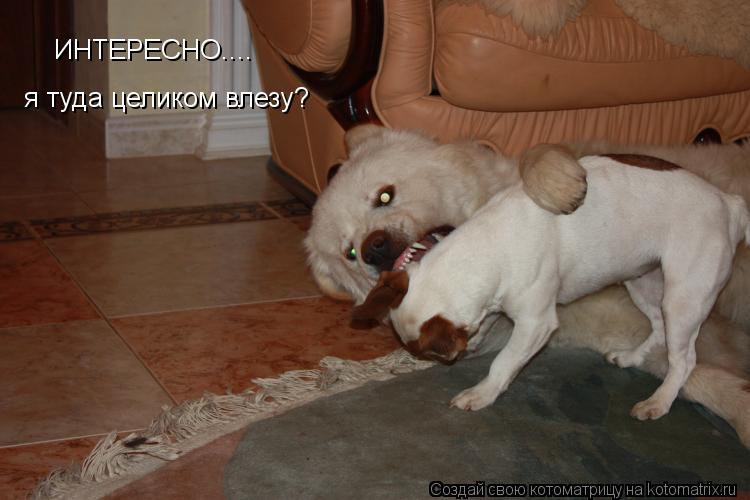Котоматрица: ИНТЕРЕСНО.... я туда целиком влезу?
