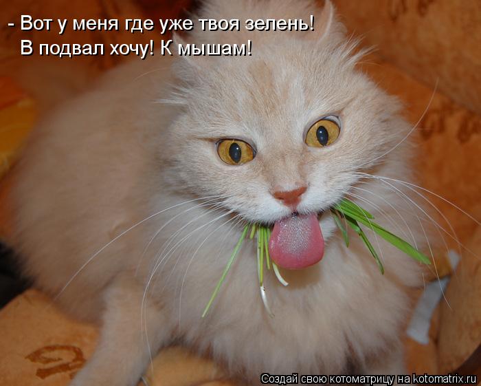 Котоматрица: - Вот у меня где уже твоя зелень! В подвал хочу! К мышам!