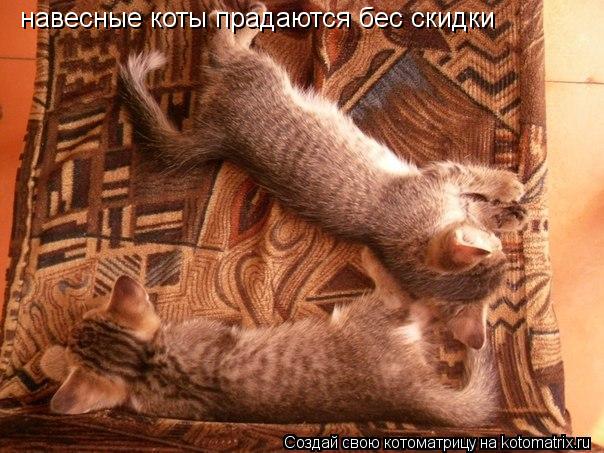 Котоматрица: навесные коты прадаются бес скидки