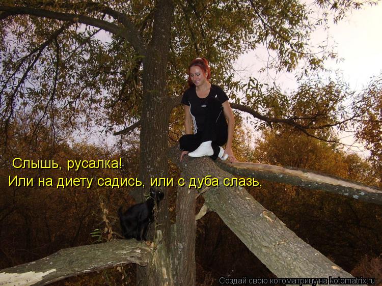 Котоматрица: Слышь, русалка! Или на диету садись, или с дуба слазь,