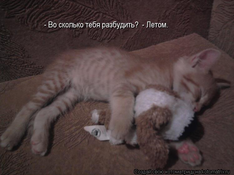 Котоматрица: - Во сколько тебя разбудить?  - Летом.