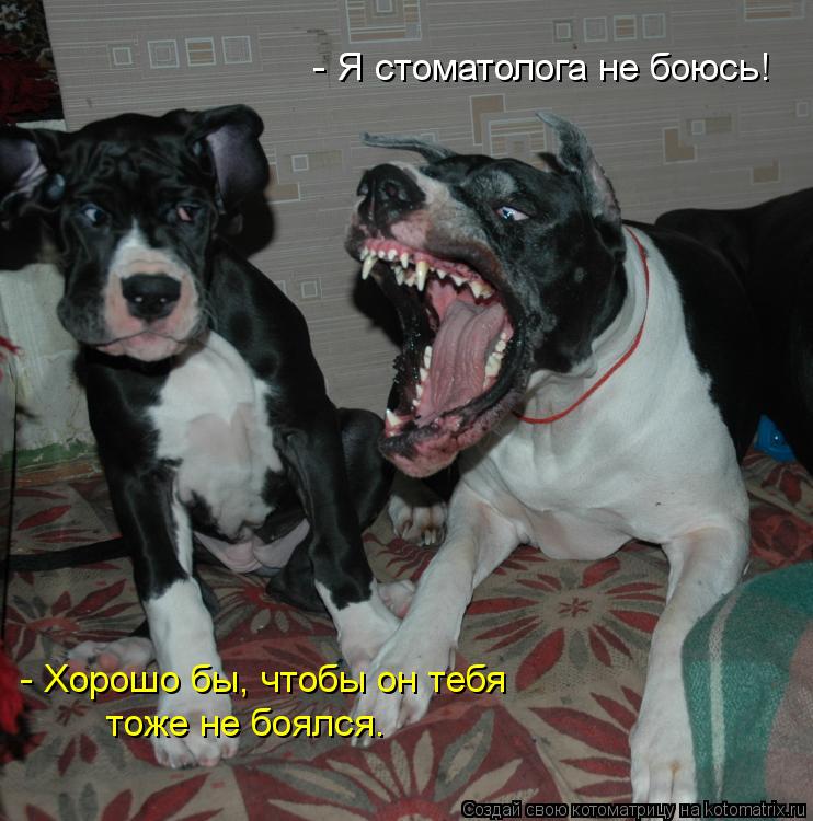 - Я стоматолога не боюсь! - Хорошо бы, чтобы он тебя тоже не боялся.... Котоматрица: - Я стоматолога не боюсь! - Хорошо бы, чтобы он тебя тоже не боялся.