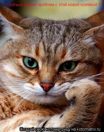 Сколько у меня проблем с этой новой хозяйкой !... Котоматрица: Сколько у меня проблем с этой новой хозяйкой !
