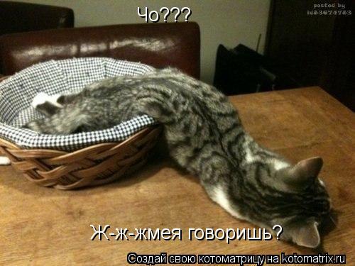 Чо??? Ж-ж-жмея говоришь?... Котоматрица: Чо??? Ж-ж-жмея говоришь?