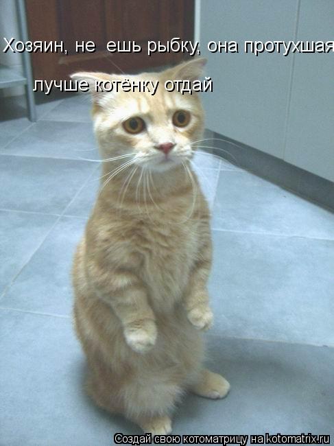 Хозяин, не ешь рыбку, она протухшая лучше котёнку отдай... Котоматрица: Хозяин, не ешь рыбку, она протухшая лучше котёнку отдай