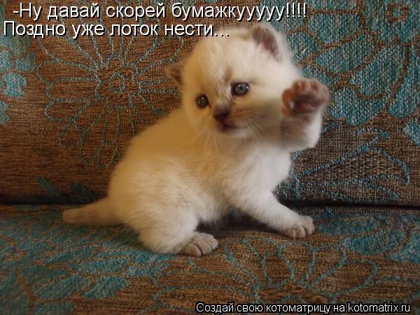 -Ну давай скорей бумажкууууу!!!! Поздно уже лоток нести... Поздно уже лоток нести...... Котоматрица: -Ну давай скорей бумажкууууу!!!! Поздно уже лоток нести... Поздно уже лоток нести...
