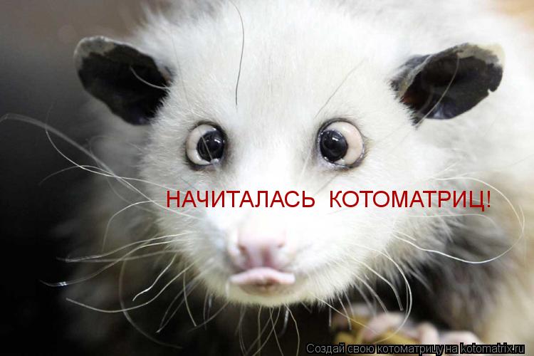 НАЧИТАЛАСЬ КОТОМАТРИЦ!... Котоматрица: НАЧИТАЛАСЬ КОТОМАТРИЦ!