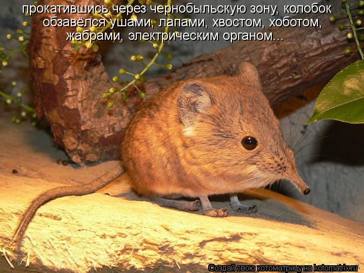 прокатившись через чернобыльскую зону, колобок обзавёлся ушами, лапами, хвостом, хоботом, жабрами, э... Котоматрица: прокатившись через чернобыльскую зону, колобок обзавёлся ушами, лапами, хвостом, хоботом, жабрами, электрическим органом...