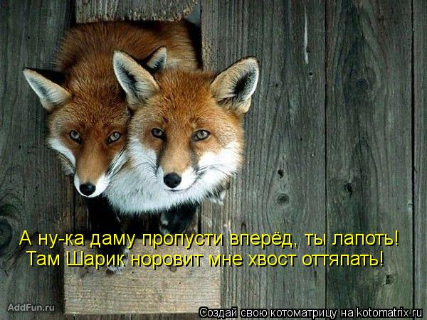 Котоматрица: А ну-ка даму пропусти вперёд, ты лапоть! Там Шарик норовит мне хвост оттяпать!