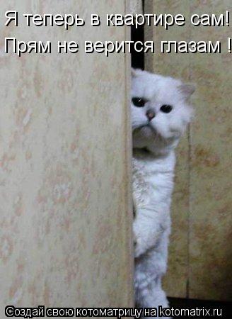 Я теперь в квартире сам! Прям не верится глазам !... Котоматрица: Я теперь в квартире сам! Прям не верится глазам !